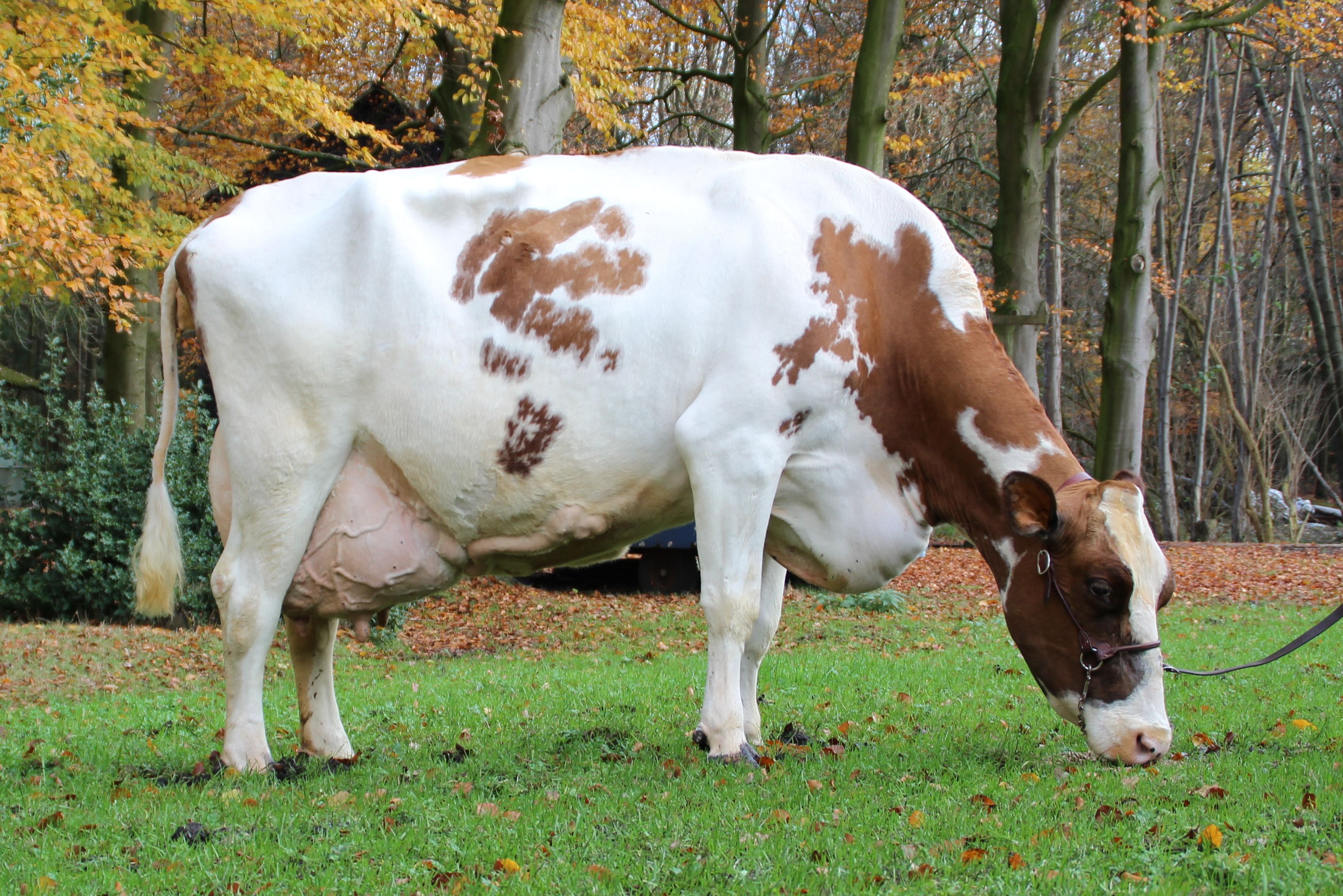 J & G Meisi 5 - matka Malando  J & G Meisi 5 (wydajność życiowa 100 tys. litrów mleka, tłuszcz 4,99% i białko 3,77%)